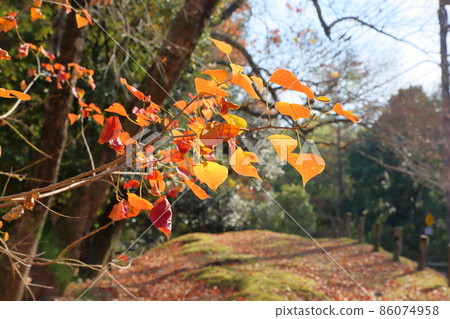 Colored Chinese tallow leaves 86074958