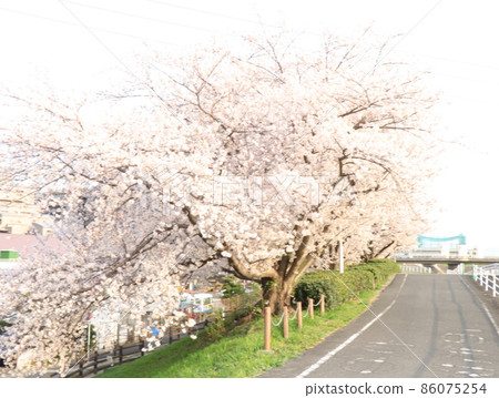 川原的櫻花 86075254