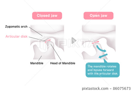 Mechanism of normal jaw opening and closing Vector illustration (English) Mechanism of normal jaw opening and closing Vector illustration (English) 86075673