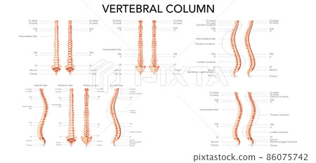 Human vertebral column front back side view with main parts labeled. Vector flat realistic concept with name  86075742
