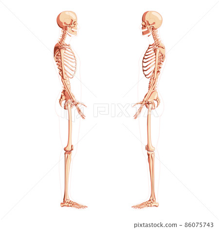 Skeleton Human dorsal view with open arm poses. Set of realistic medical flat natural color concept Vector illustration 86075743