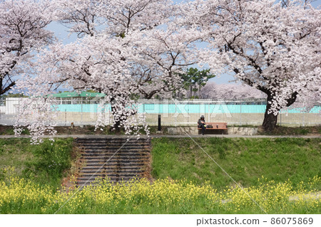 Cherry blossoms in full bloom and rape flowers and women Cherry blossoms in full bloom and rape flowers and women 86075869