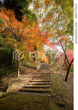 Brightly colored leaves of Japanese maple 86075925