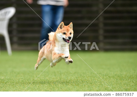 棕髮柴犬玩狗跑 棕髮柴犬玩狗跑 86075937