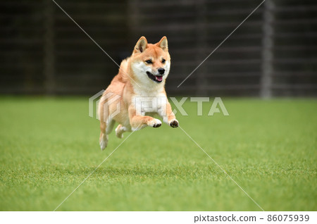 Brown-haired Shiba Inu playing with a dog run 86075939