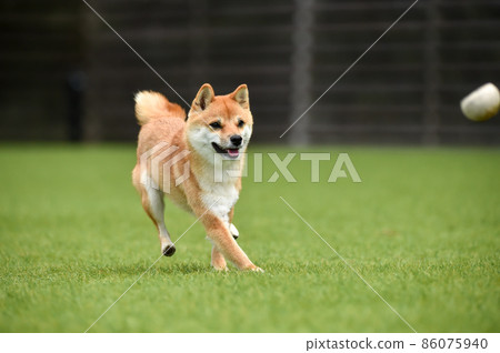 Brown-haired Shiba Inu playing with a dog run 86075940