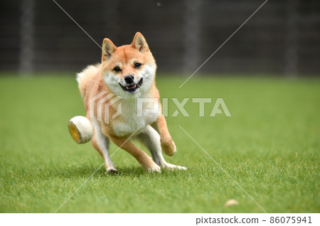 Brown-haired Shiba Inu playing with a dog run 86075941