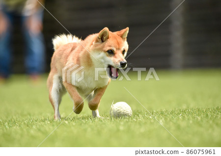 棕髮柴犬玩狗跑 86075961