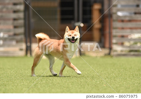 Brown-haired Shiba Inu playing with a dog run Brown-haired Shiba Inu playing with a dog run 86075975
