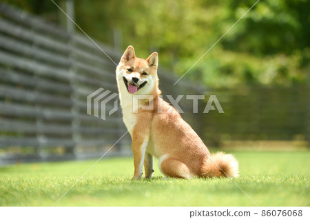 在大自然中推薦的棕髮柴犬 86076068