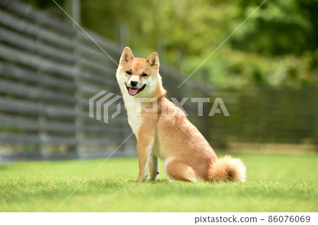 在大自然中推薦的棕髮柴犬 86076069
