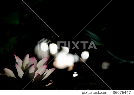 在奈良縣橿原市藤原京遺址拍攝的蓮花 86076447