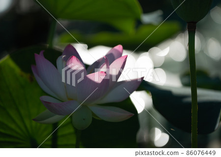 在奈良縣橿原市藤原京遺址拍攝的蓮花 86076449