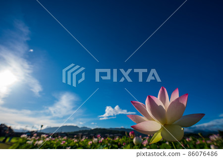 在奈良縣橿原市藤原京遺址拍攝的蓮花 86076486