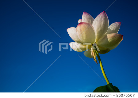 在奈良縣橿原市藤原京遺址拍攝的蓮花 86076507