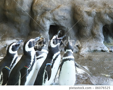 品川水族館 品川區居民公園 86076525