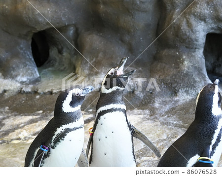 Shinagawa Aquarium Shinagawa Ward Residents Park 86076528