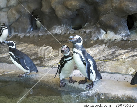品川水族館 品川區居民公園 品川水族館 品川區居民公園 86076530