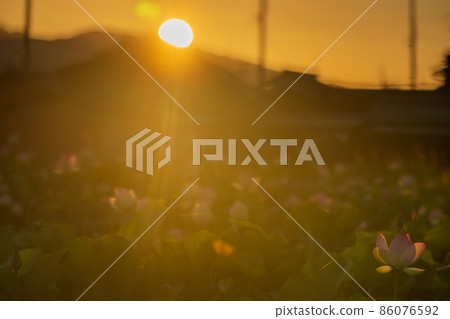 在奈良縣橿原市藤原京遺址拍攝的蓮花 在奈良縣橿原市藤原京遺址拍攝的蓮花 86076592