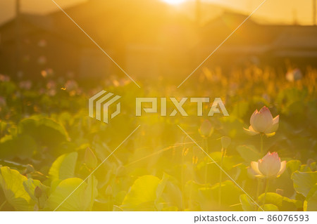 在奈良縣橿原市藤原京遺址拍攝的蓮花 在奈良縣橿原市藤原京遺址拍攝的蓮花 86076593