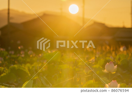 在奈良縣橿原市藤原京遺址拍攝的蓮花 86076594