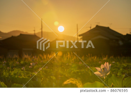 在奈良縣橿原市藤原京遺址拍攝的蓮花 86076595