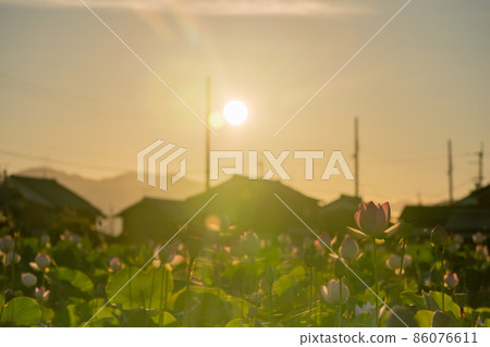 在奈良縣橿原市藤原京遺址拍攝的蓮花 在奈良縣橿原市藤原京遺址拍攝的蓮花 86076611