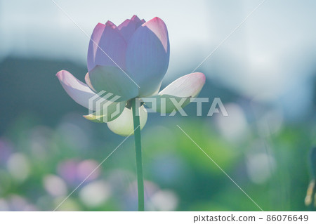 在奈良縣橿原市藤原京遺址拍攝的蓮花 在奈良縣橿原市藤原京遺址拍攝的蓮花 86076649