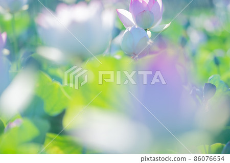 在奈良縣橿原市藤原京遺址拍攝的蓮花 86076654