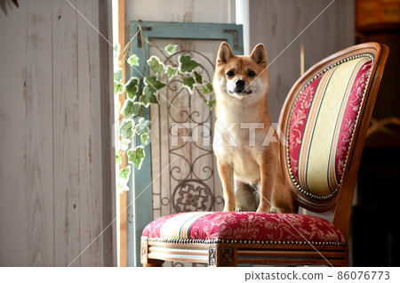 在天然雜貨店推薦棕色頭髮的柴犬 在天然雜貨店推薦棕色頭髮的柴犬 86076773