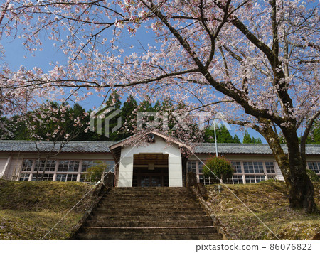 Cherry blossoms in full bloom and wooden school building [Kamikawa-cho, Kumano City, Mie Prefecture] 86076822