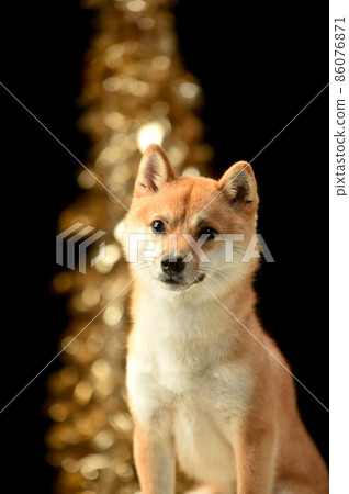 棕色頭髮柴犬的簡單工作室肖像 86076871
