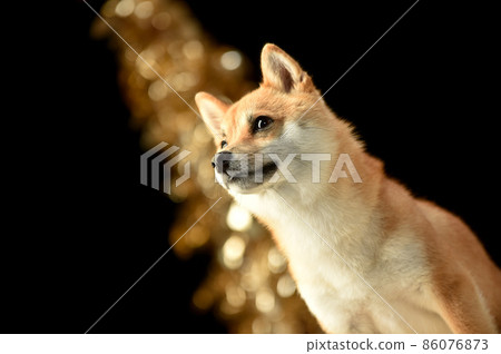 A simple studio portrait of a brown-haired Shiba Inu 86076873