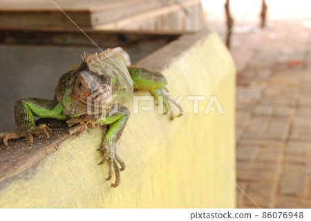 Green iguana (Turtle Island / Bali, Indonesia) 86076948