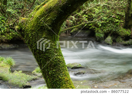 The trunk of a tree where Lemmaphyllum grows against the backdrop of the flow of the river 86077522