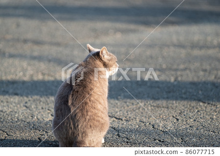 The back of a lonely cat The back of a lonely cat 86077715