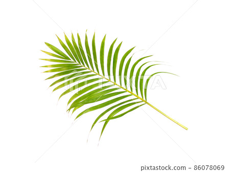 green leaf of palm tree on white background green leaf of palm tree on white background 86078069