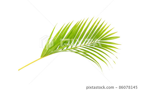 green leaf of palm tree on white background 86078145