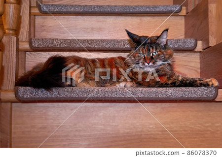 Maine Coon cat stretched out lies on the wooden steps of the stairs in the house Maine Coon cat stretched out lies on the wooden steps of the stairs in the house 86078370
