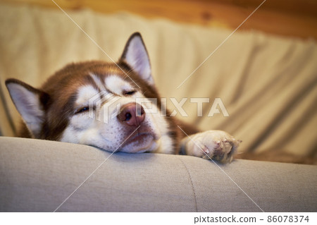 Sweet Husky dog sleeps on the couch 86078374