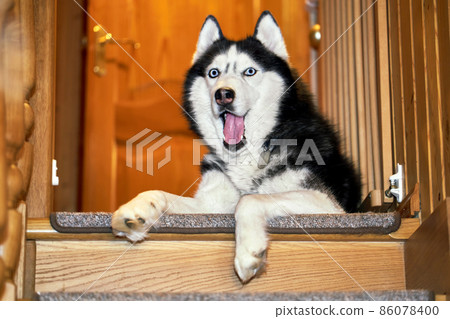 Happy husky dog opened his mouth in surprise. Funny husky dog is lying on wooden staircase in the house. 86078400