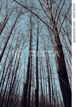Low angle view of winter forest at Seoul Forest Park in Seoul, Korea Low angle view of winter forest at Seoul Forest Park in Seoul, Korea 86078438
