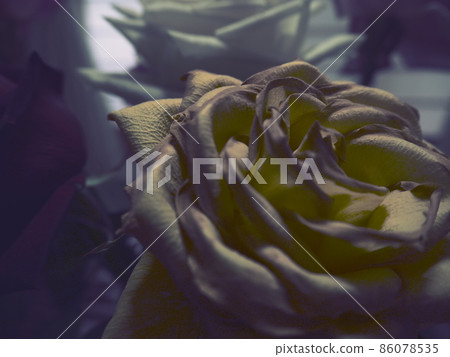 Rotten yellow roses, withered yellow roses Rotten yellow roses, withered yellow roses 86078535