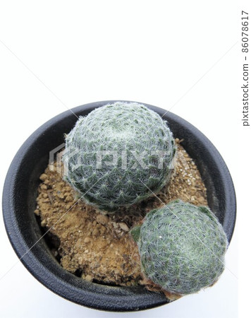 Kiriosum Bolisea 86078617