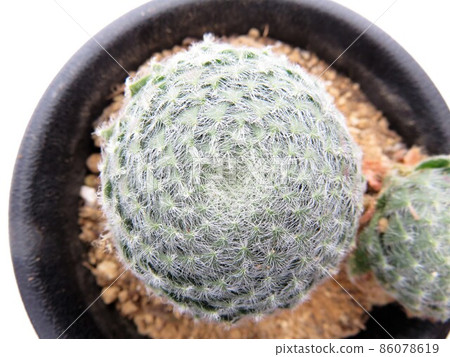 Kiriosum Bolisea 86078619