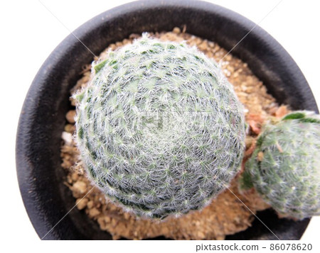 Kiriosum Bolisea 86078620