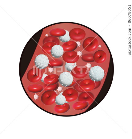 紅細胞 白細胞 血小板 紅細胞 白細胞 血小板 86079051
