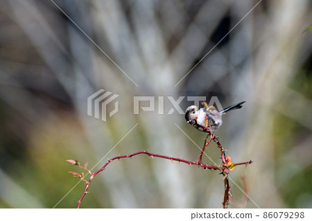 長尾山雀，一種看起來像毛絨動物的可愛野鳥 86079298
