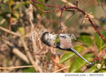 長尾山雀,一種看起來像毛絨動物的可愛野鳥 長尾山雀,一種看起來像毛絨動物的可愛野鳥 86079300
