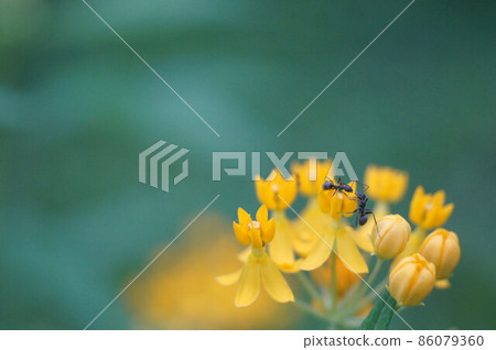 Ants that came to collect honey from milkweed. At work ① 2 ants 86079360